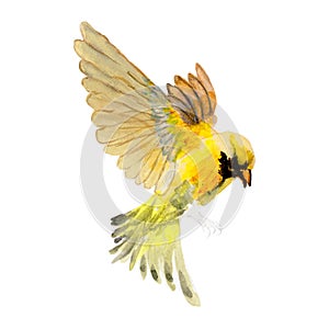 Pájaro acuarela . pájaro en blanco. acuarela mano pintado ilustraciones de volador pájaro  