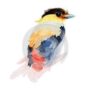 Bird Watercolor painting isolated. Watercolor hand painted cute animal illustrations.