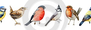 Bird watercolor seamless border illustration. Bullfinch, wren, blue tit, robin, crested tit close up images. Realistic