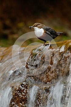 Bird with waterfall. White-throated Dipper, Cinclus cinclus, water diver, brown bird with white throat in river, waterfall in the