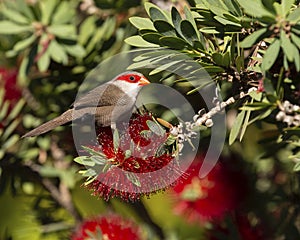 Bird Waxbill