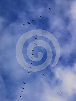 A bird wedge with duck birds flies in the blue evening sky