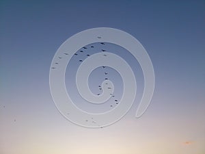 Bird wedge in the evening sky