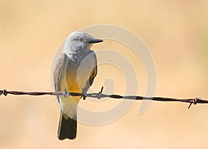 Bird - Western Kingbird photo