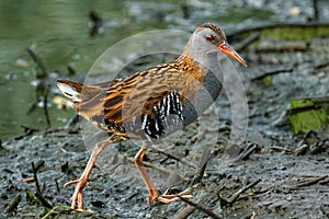 Bird - Western Water Rail  Rallus aquaticus  moves quickly through shallow water in thickets of reeds on an early cloudy summer