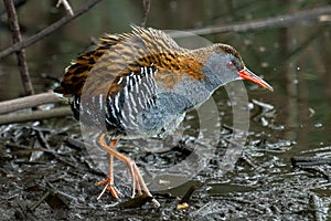 Bird - Western Water Rail  Rallus aquaticus  moves quickly through shallow water in thickets of reeds on an early cloudy summer