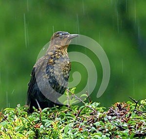 Bird, wet, dejected, in rain