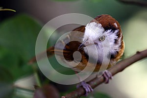 Bird with whiskers