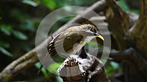 Bird White-browed Scimitar Babbler in a nature