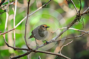 Bird(White-browed Shortwing ) White-browed Shortwing (females) in Doi Inthanon National Park. Thailand