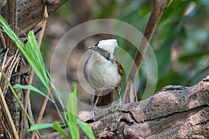 Bird (White-crested Laughingthrush) in a wild