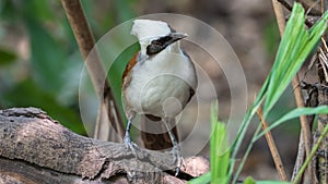 Bird (White-crested Laughingthrush) in a wild