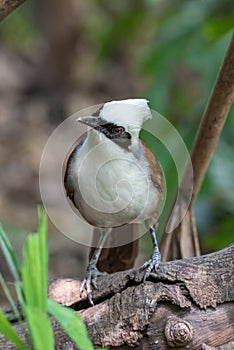 Bird (White-crested Laughingthrush) in a wild