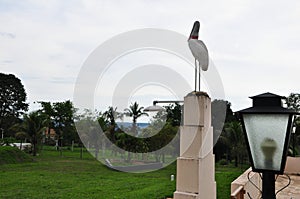 Bird. White heron or heron, on a masonry plinth in a tourist hotel in the interior of Brazil, South America, panoramic photo