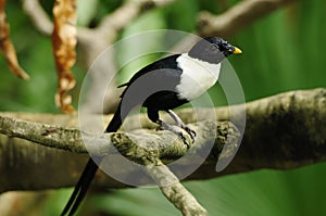 Bird --- White-necked Myna photo