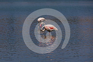 Bird white-pink flamingo on a salty blue lake in calpe spain