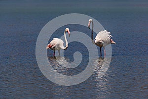 Bird white-pink flamingo on a salty blue lake in calpe spain