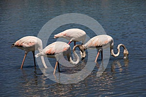 Bird white-pink flamingo on a salty blue lake in calpe spain