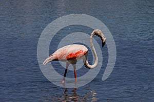 Bird white-pink flamingo on a salty blue lake in calpe spain