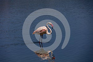 Bird white-pink flamingo on a salty blue lake in calpe spain