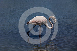 Bird white-pink flamingo on a salty blue lake in calpe spain