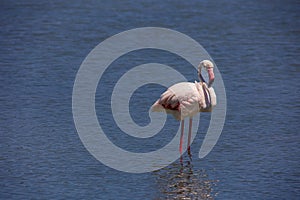 Bird white-pink flamingo on a salty blue lake in calpe spain