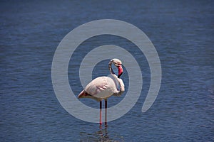 Bird white-pink flamingo on a salty blue lake in calpe spain