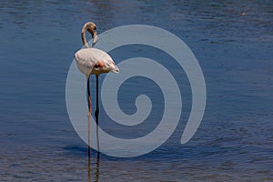 Bird white-pink flamingo on a salty blue lake in calpe spain