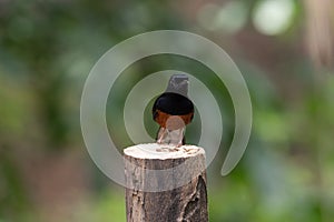 Bird (White-rumped shama) on a tree