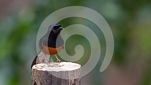 Bird (White-rumped shama) on a tree