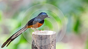 Bird (White-rumped shama) on a tree