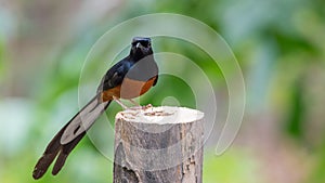 Bird (White-rumped shama) on a tree