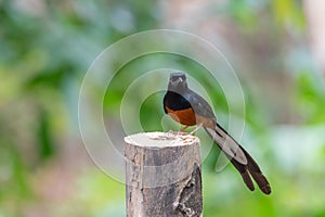 Bird (White-rumped shama) on a tree