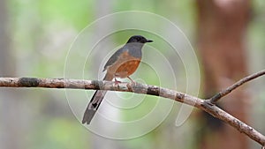 Bird (white-rumped shama) on tree in a nature wild