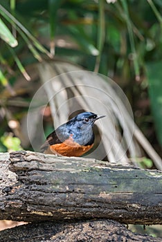 Bird (White-rumped shama) in a wild