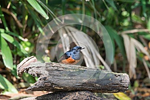 Bird (White-rumped shama) in a wild