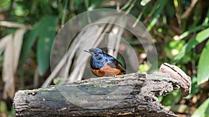 Bird (White-rumped shama) in a wild