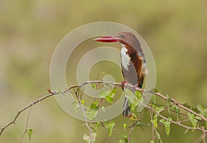Bird - white throated kingfisher