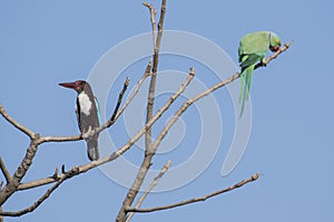 Bird: White Throated Kingfisher and Rose Ringed Parakeet Perched on Tree