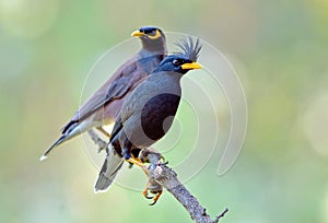 Bird (White-vented Myna) , Thailand