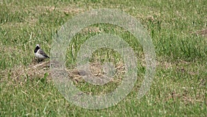 Bird White Wagtail Motacilla alba hunts insects in a mowed green grass