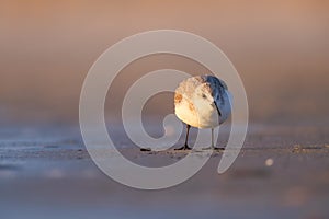 Bird in the wild. Bird on the beach during sunset. Reflections on the water.