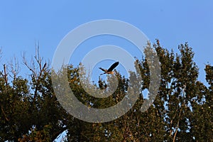 Bird. Wild mallard duck. Bird fly