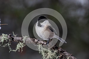 Bird in the wilderness