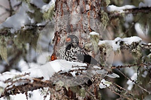 Bird in the wilderness