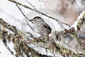 Bird in the wilderness