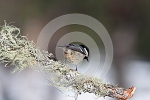 Bird in the wilderness