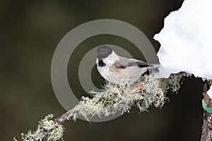 Bird in the wilderness