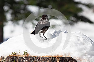 Bird in the wilderness