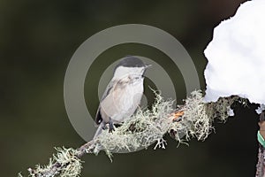 Bird in the wilderness